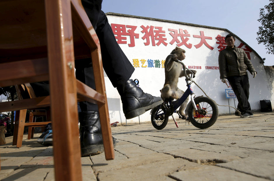 2月3日,猕猴骑自行车是猴戏的传统节目