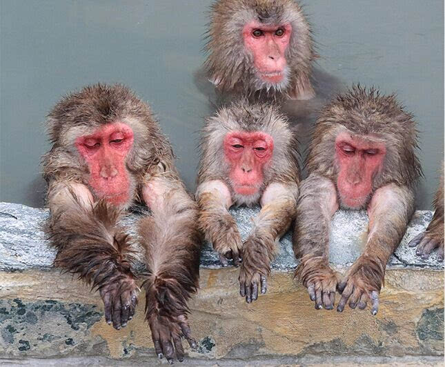 日本猴子泡温泉图片图片