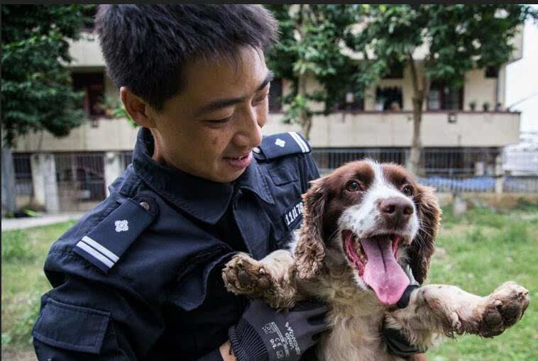 警犬表情包猛犬也卖萌