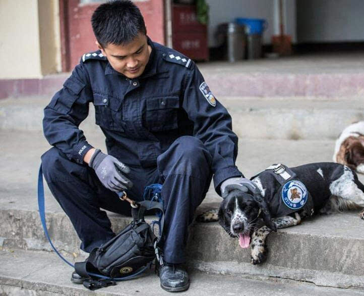 警犬表情包猛犬也卖萌