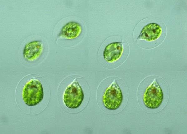藻类既有单细胞的类群也有多细胞的类群,它们的共同点是拥有叶绿体