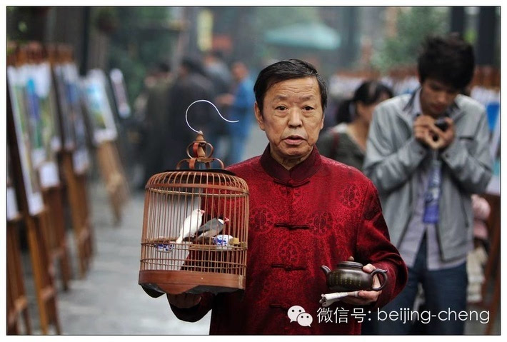 北京鸟大爷图片