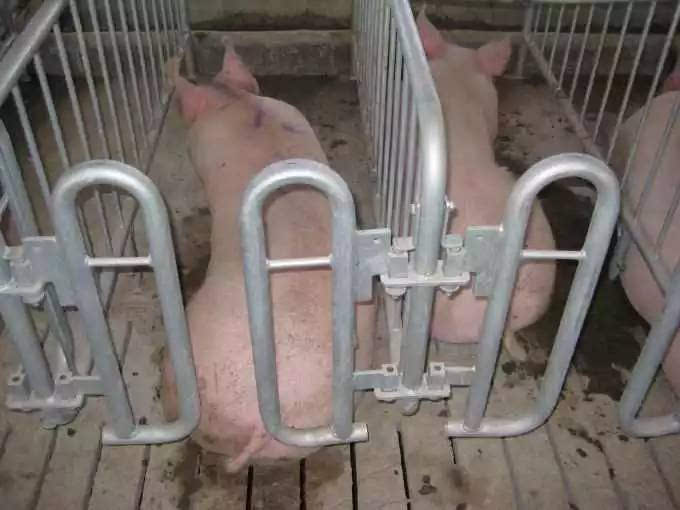大荷兰人养猪设备图片