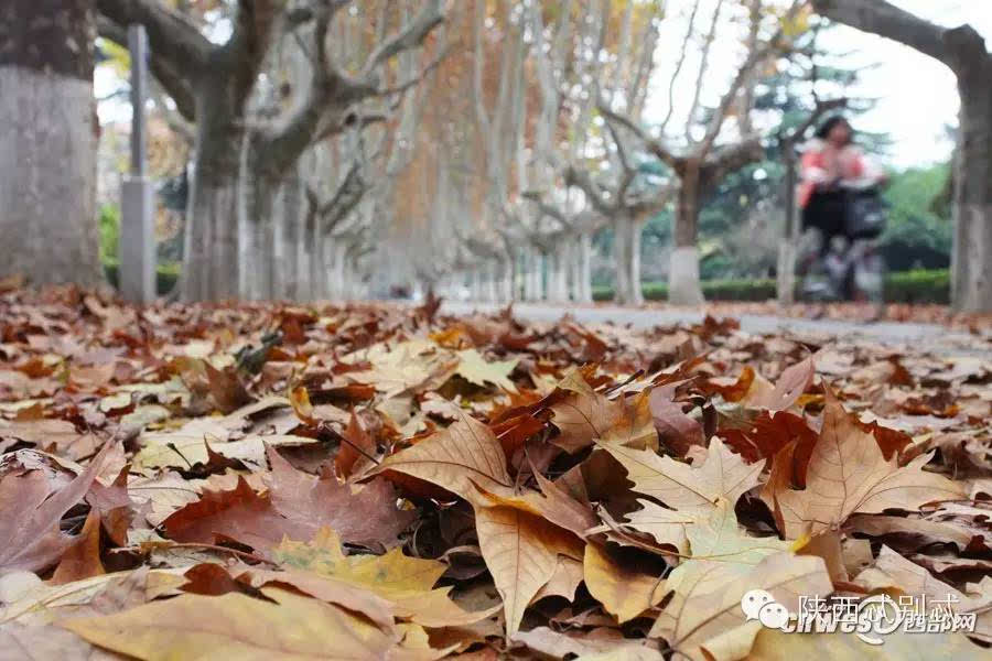 在西交大 看落了三週未掃的梧桐葉到底有多美