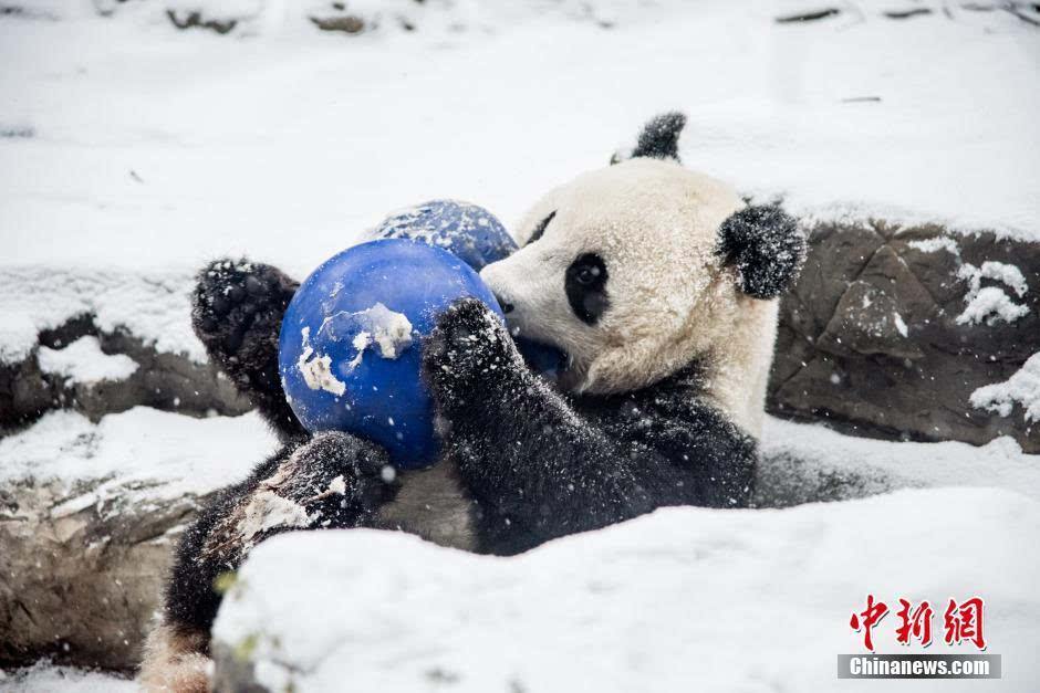 北京入冬 大熊猫雪里玩球打滚憨态可掬萌翻众