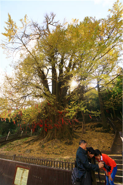 中国最大的银杏树王图片