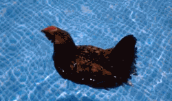 黑5剁了一群歪国仁的手啊!动图拼上性命的大抢购