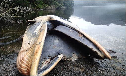 智利南部搁浅337头鲸鱼科学家称或死于赤潮