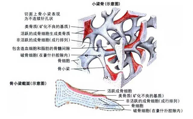 骨小梁示意图图片