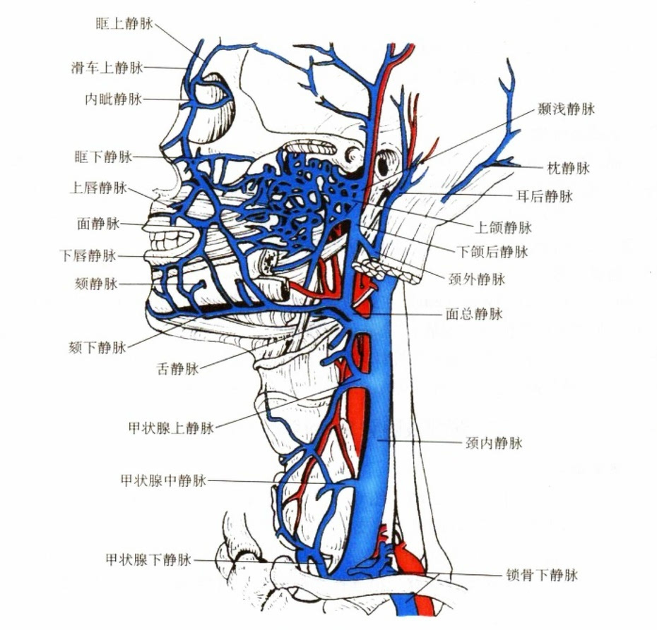 静脉窦位置图图片