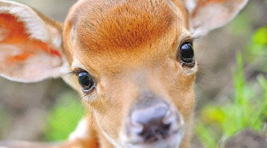 鹿的眼睛图片