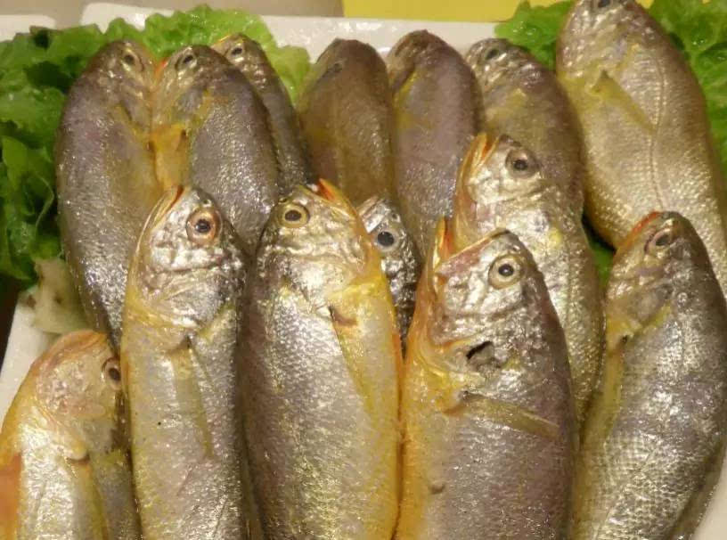 青岛鱼类大全图片