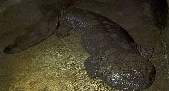 中国西南现世界最大活蝾螈 体长超过一米四约200岁
