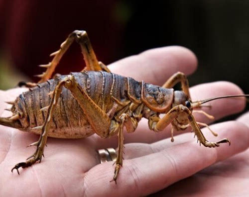 新西兰动物园放生300只大蝗虫 是一般蝗虫50倍