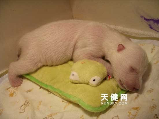 的梦龙做为国内首次人工育幼的小北极熊梦龙,2007年12月21日出生