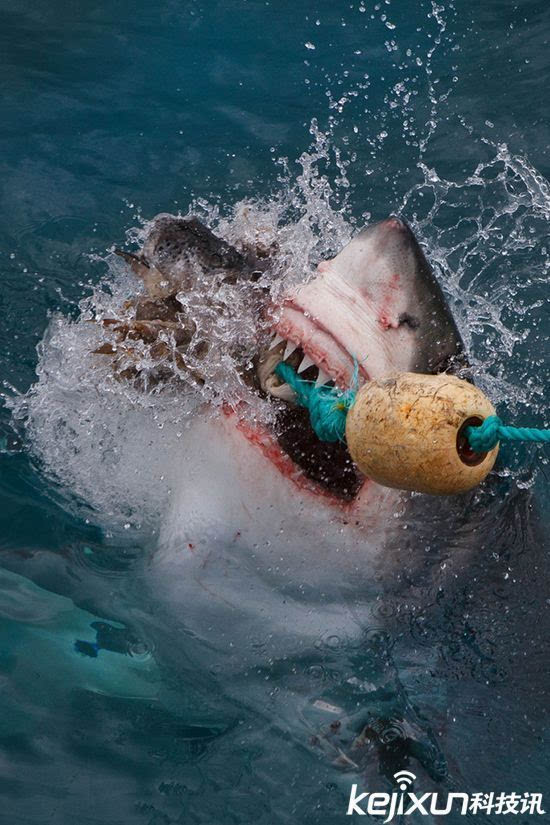大白鲨咬合力图片