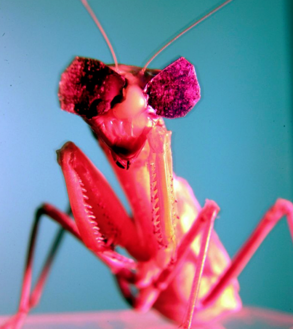 [图 视频]科学家为螳螂戴上3d眼镜测试它们的立体视觉