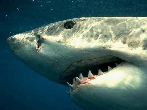 他用尽全身力气从鲨鱼嘴下逃脱,还对着鲨鱼眼睛狠狠地打了一拳
