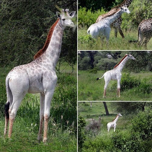 非洲现罕见白长颈鹿 专家:毛色白但并非白化病