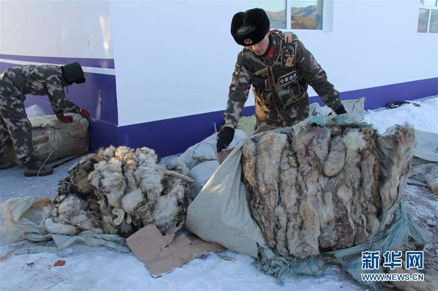 新疆边检查获走私狼皮148张 近20年最大野生动物制品跨境走私塔克什肯