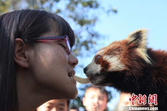 游客与小熊猫嘴对嘴喂食  陶平 摄