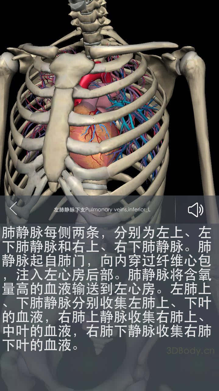 3dbody解剖套餐图片