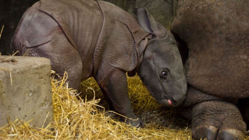 多伦多动物园新添小犀牛 母子嬉戏画面温馨