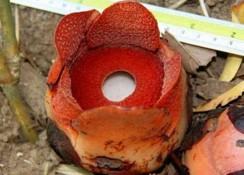 菲律宾岛屿发现新物种大王花直径973厘米