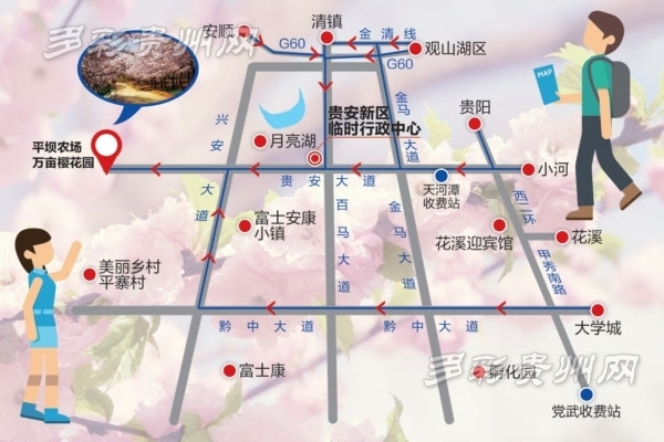 平坝万亩樱花园地图图片