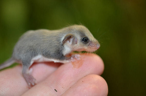 世界上最小的鼠图片