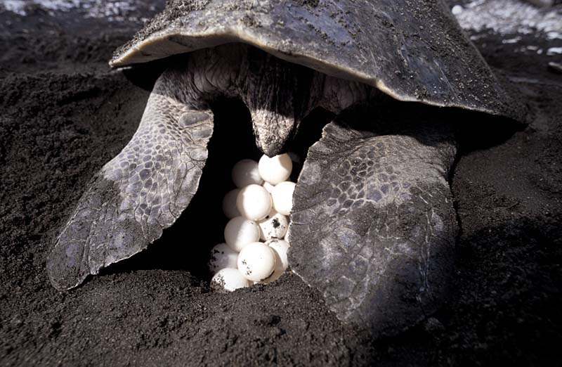 万只海龟海滩产蛋壮观场景