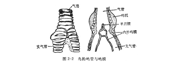 鸟类飞行气流图解图片