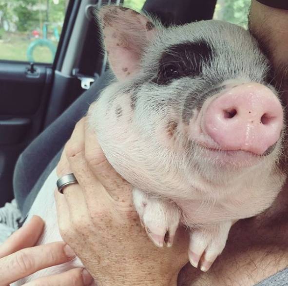 它是世界上最快乐的一只猪,也是身边朋友的暖男