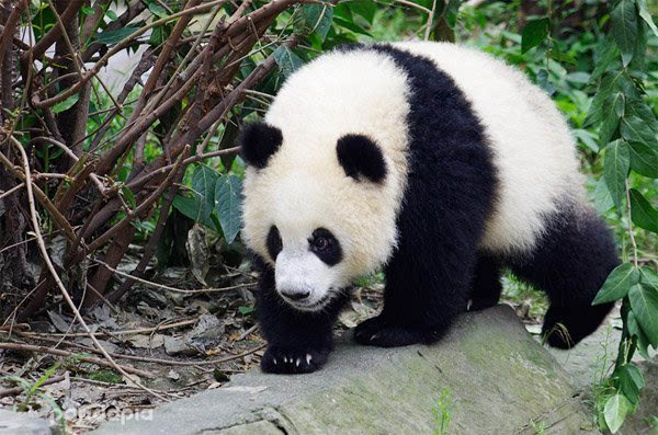 上海野生动物园大熊猫图片