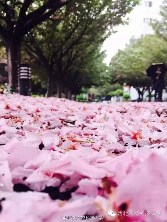 西农下了一场樱花雨