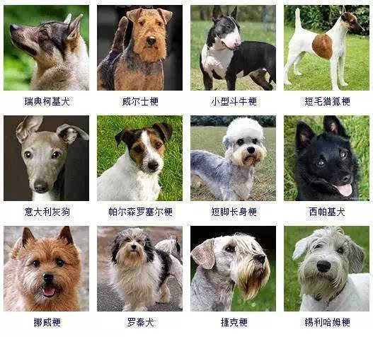 狗的种类 类型图片
