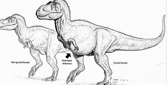 考古学家发现怀孕恐龙化石 有望实现恐龙复活?
