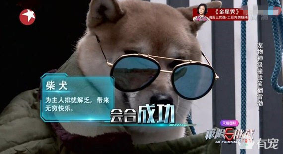 黄渤和柴犬撞脸图片图片