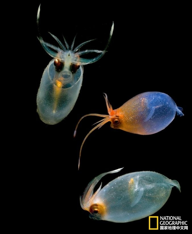 一花一世界:走进深海生物