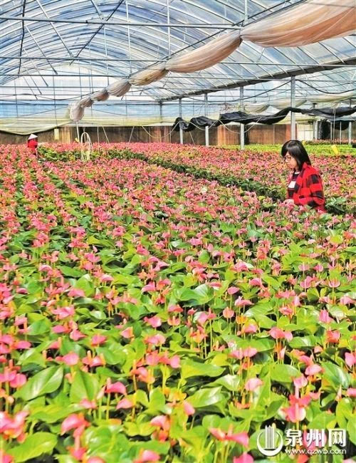 福建泉州花卉产业成现代农业发展亮点 年产值达51亿元