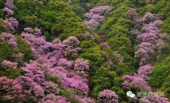 太平峪紫荆花开花时间图片