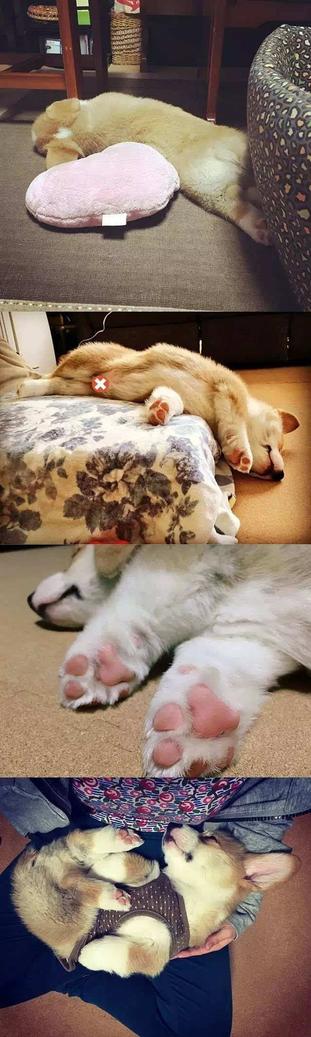 这只小柯基睡觉的功力太厉害,从容驾驭各种睡姿!