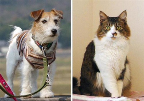 猫狗大战里的狗品种图片