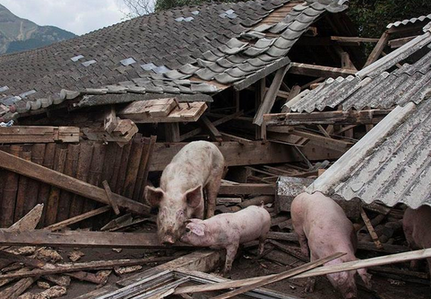 日本地震猪坚强被送屠宰场15名消防员用打手势加呼喊吆喝与猪沟通