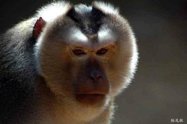 云南德宏野外首次发现国家一级保护动物豚尾猴