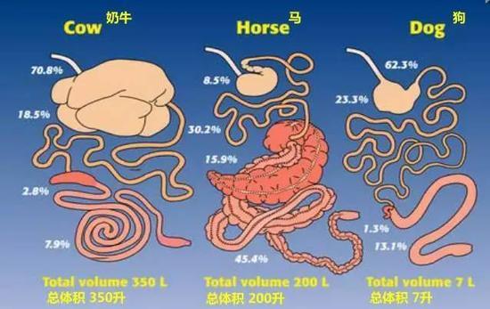 马只有一个胃,而且容积小马匹消化系统的解剖特点是马是直肠子,不像