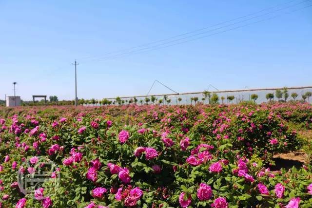 平乐玫瑰庄园位于孟津县平乐镇,200多亩的玫瑰一丛丛,一簇簇竞相绽放