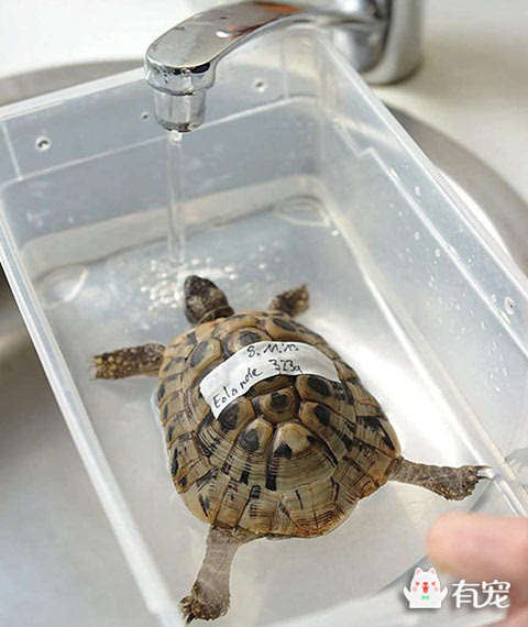 就算生活在水里乌龟也是要洗澡的
