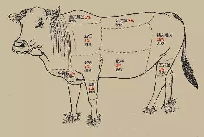 黄牛解剖图解图片