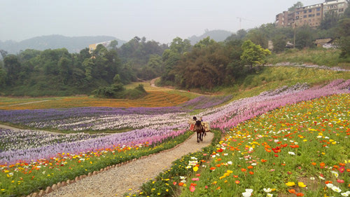 泸州花田酒地漂流图片